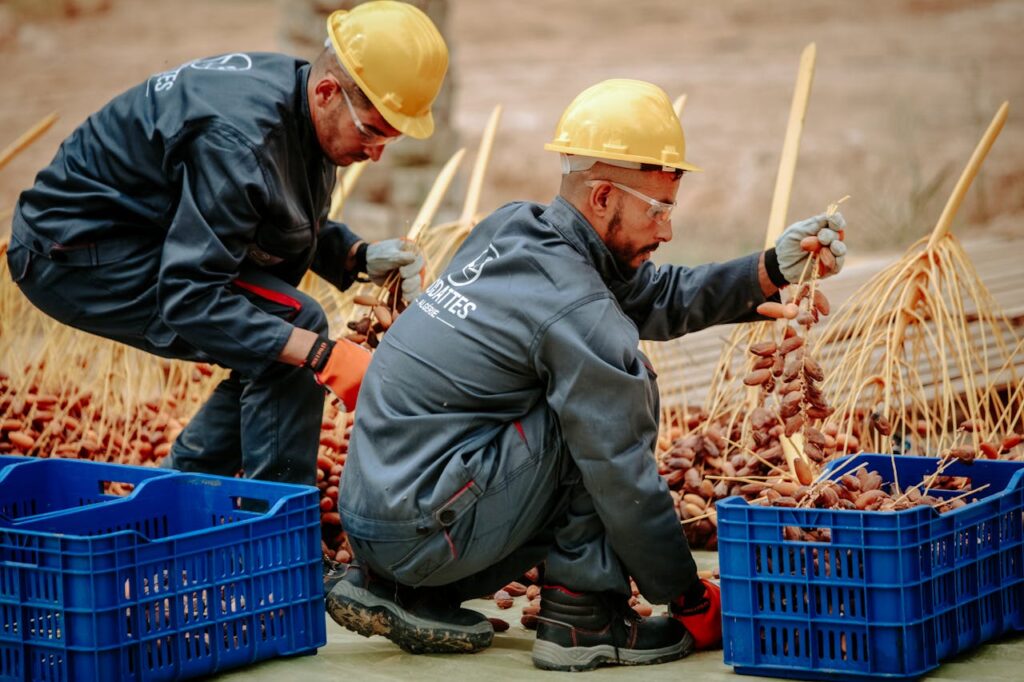 Two workers sorting fresh dates in Biskra, Algeria, wearing safety gear and uniforms.