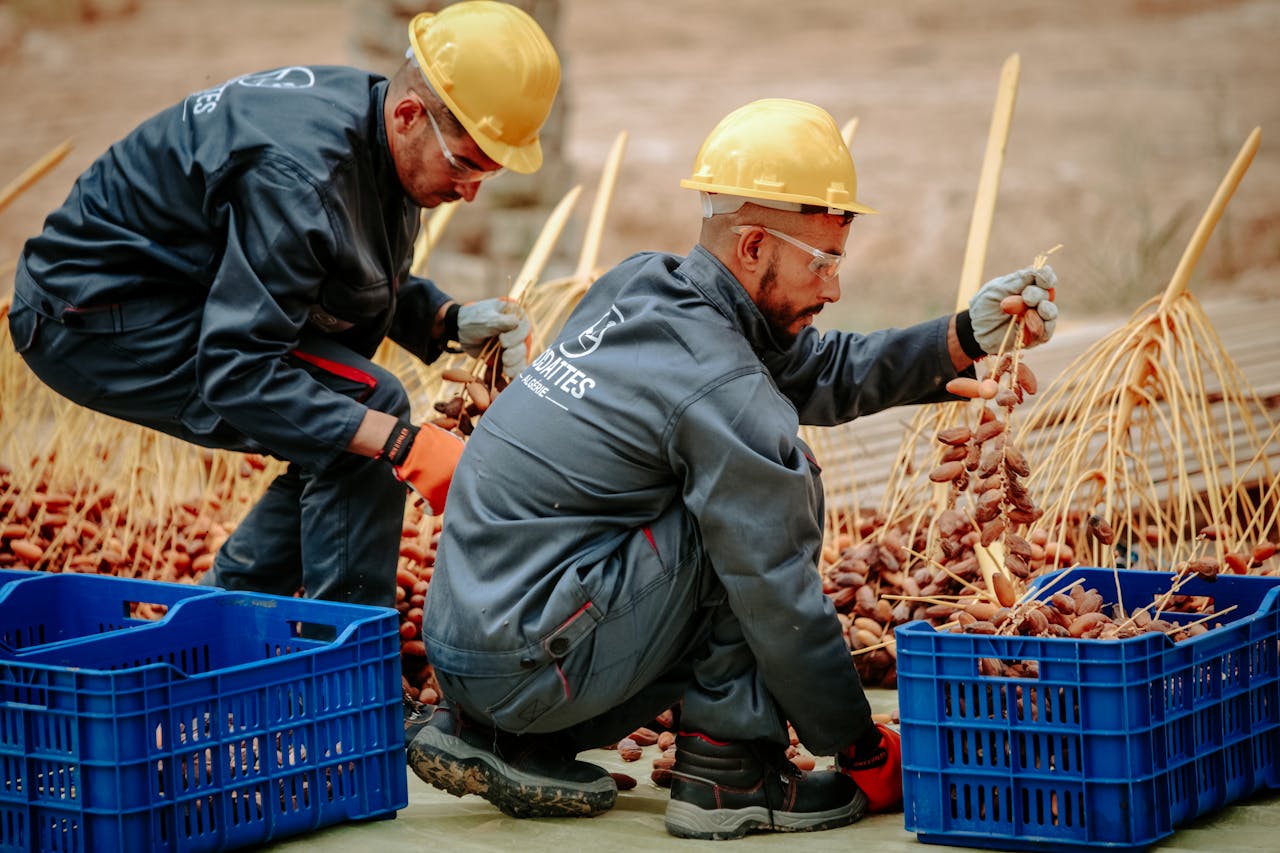 Two workers sorting fresh dates in Biskra, Algeria, wearing safety gear and uniforms.